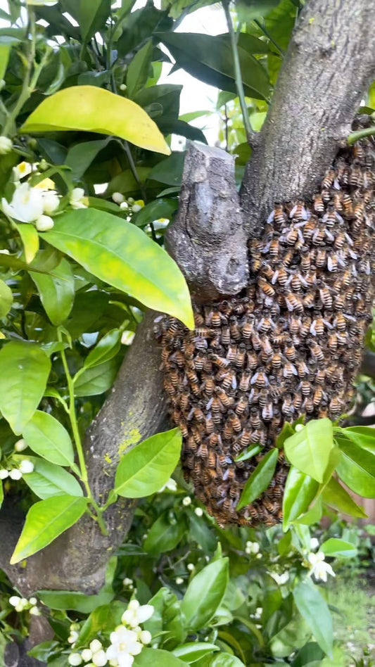 Bee Rescue Initiative